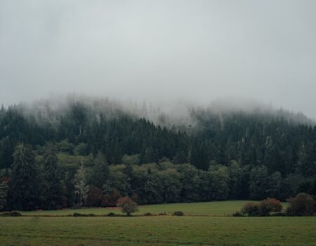 The Ripple Effect: How Forks Can Shape the Future of Cryptocurrency Projects